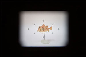 ピックアップファインダー使用イメージ