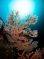 UWL-95S XD + ドームレンズユニットIIIG